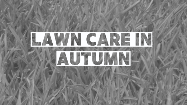 lawn care in autumn 6 tools