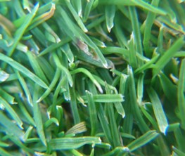 lawn in summer ryegrass Annual Meadow Grass