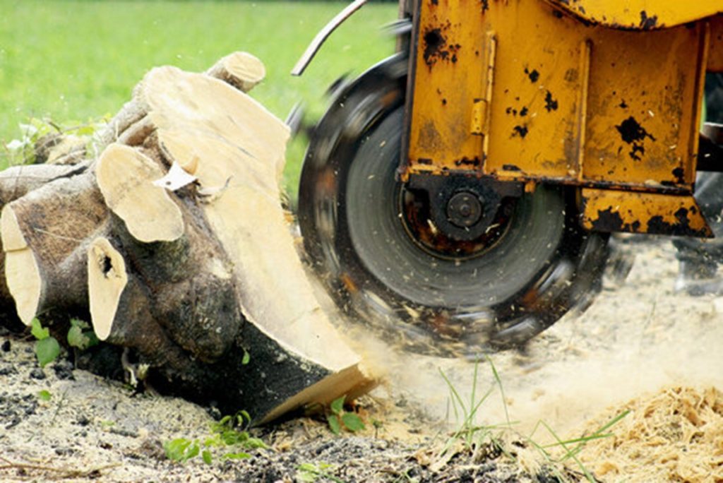 Stump Removal Tools To Hire stump grinders