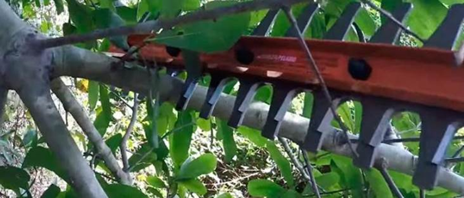 Hedge trimmer hire cutting branches