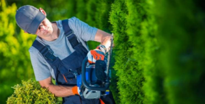 Hedge trimmer hire cost