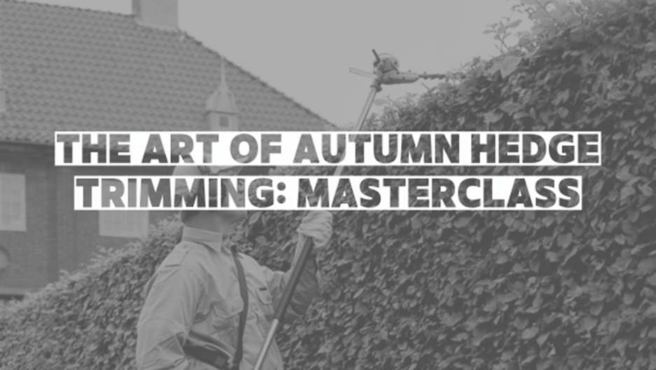 The Art of Autumn Hedge Trimming: Masterclass