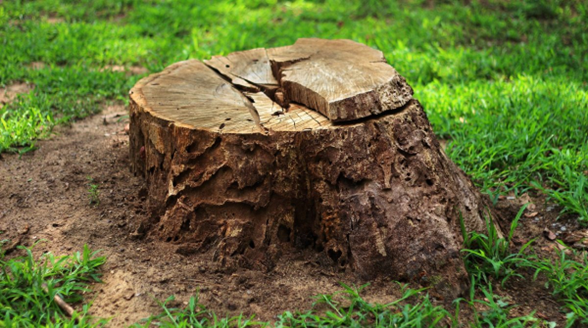 Tree stump removal techniques