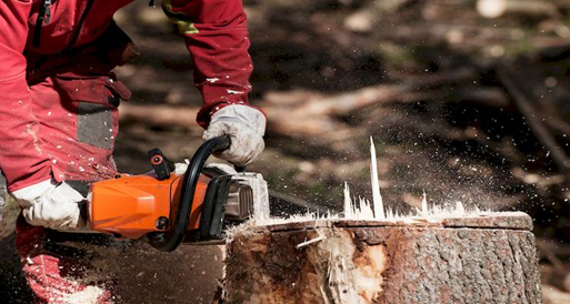 permission to remove a tree stump