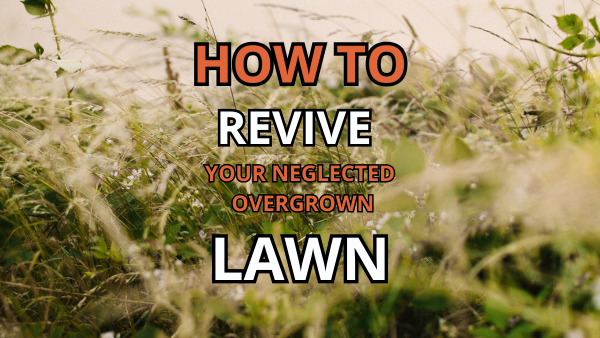 How To Revive Your Neglected Overgrown Lawn Image